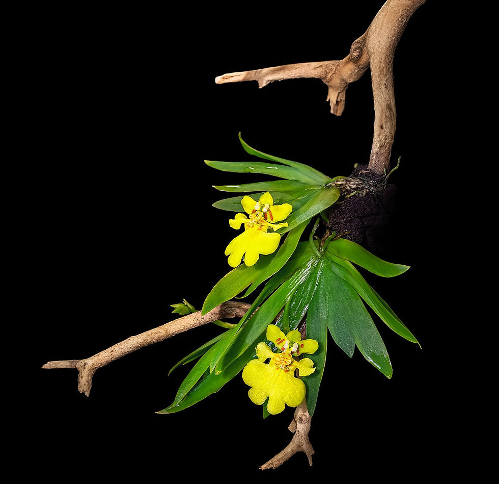 Miniatura: Psygmorchis Pusilla