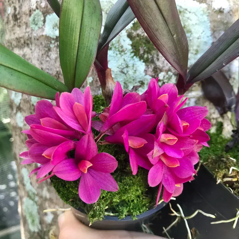 Dendrobium Laevifolium
