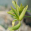 Miniatura: Mormodes tezontle 'Mem. J.B. Lawson' CHM/AOS x Cyc. warscewiczii 'Five Stars'