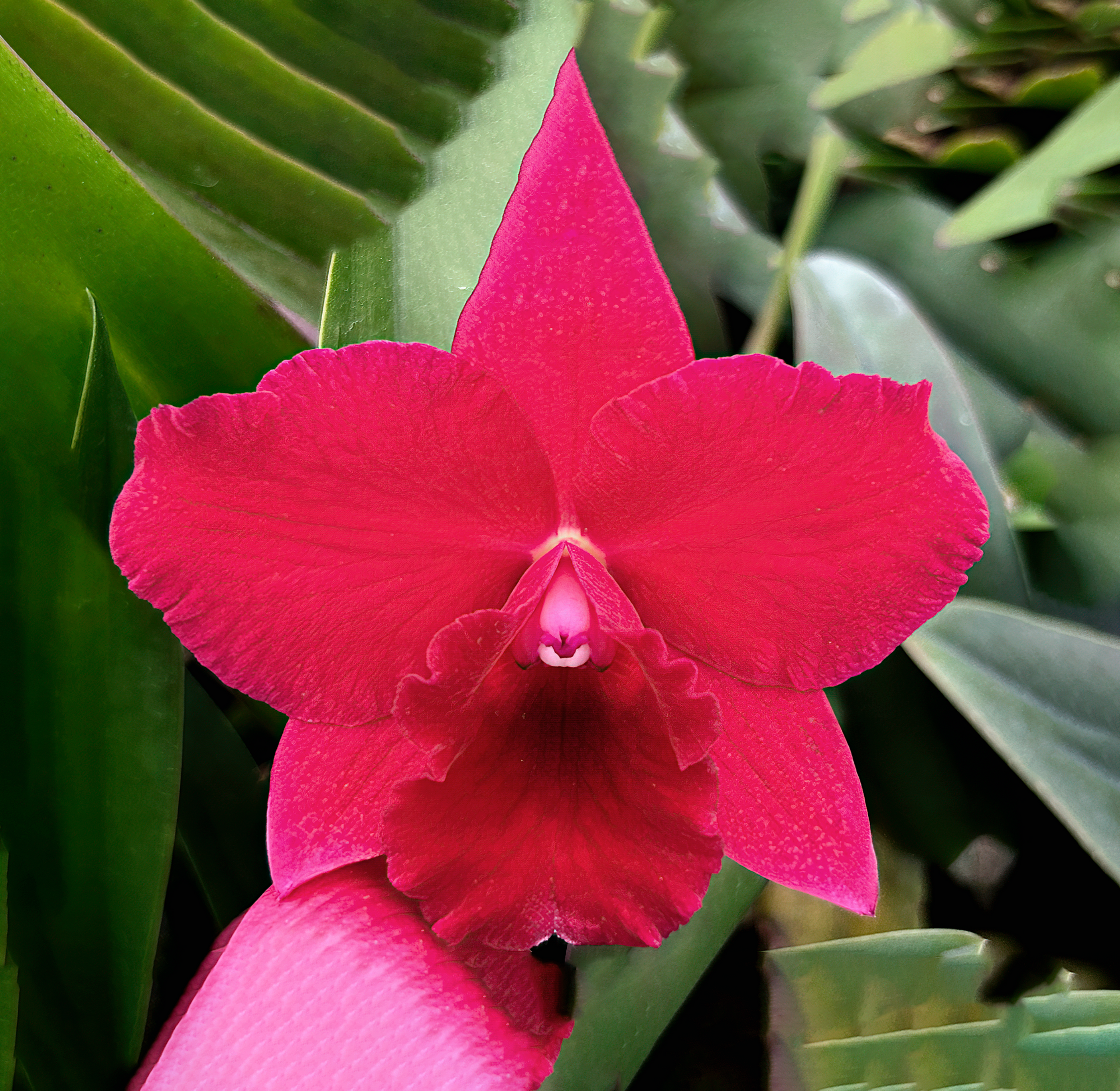 Rhyncholaeliocattleya (Pot. rubescence AM/AOS x Slc. Sacramento Jewel')