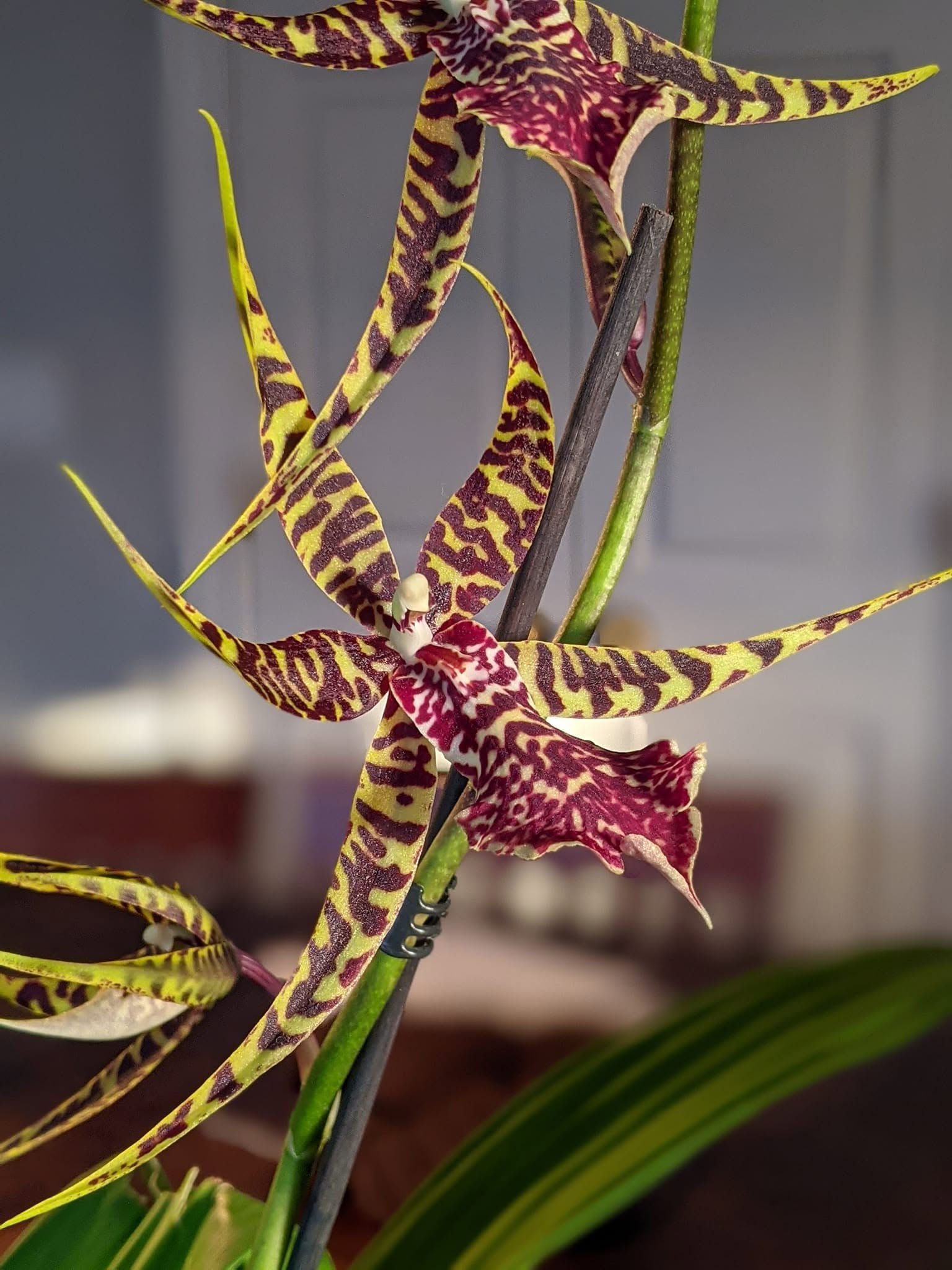 Arthurara Sea Snake 'Unforgettable'