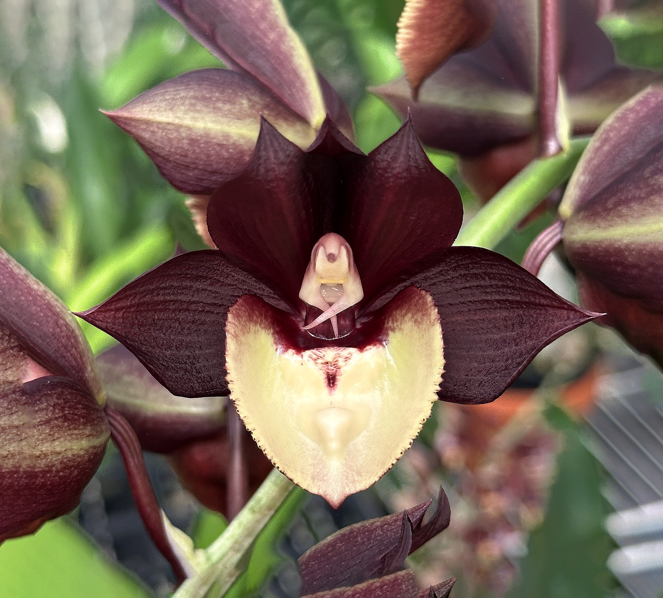 Catasetum (Ctsm. Donna Wise 'Lee' x Ctsm. Ryan Harrington 'Best of the Best')