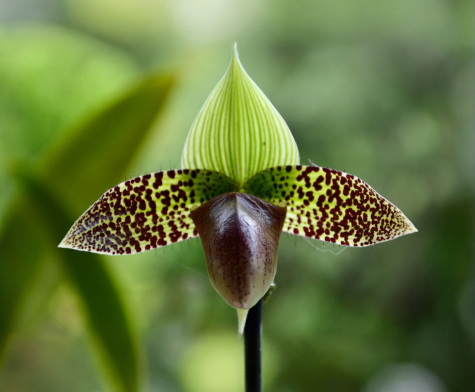 Miniatura: Paph. Makuli (Paph. Maudiae 'Los Osos' AM/AOS x Paph. sukhakulii 'SVO Muscles')