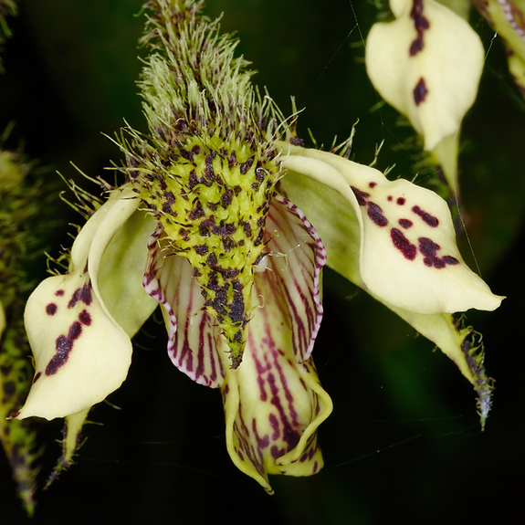 Miniatura: Paquete Dendrobium