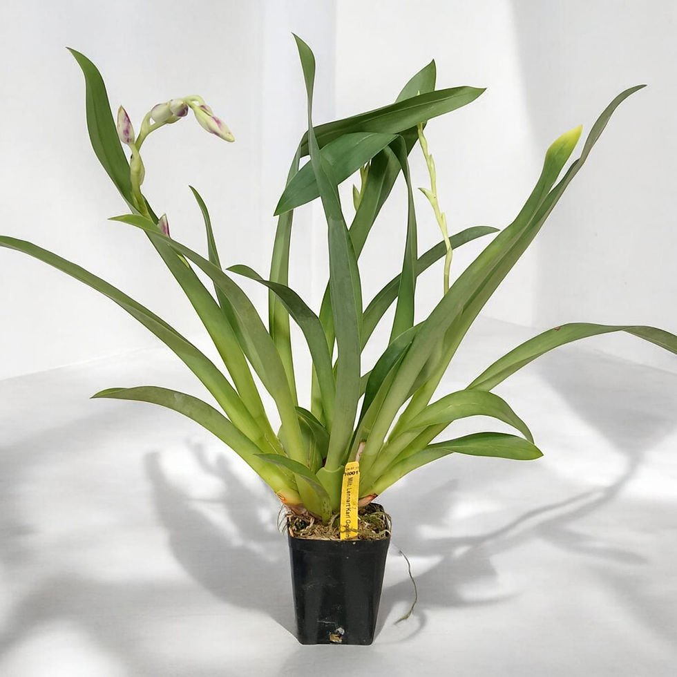 Miniatura: Miltoniopsis Lennart Karl Gottling 'Red Rim' 