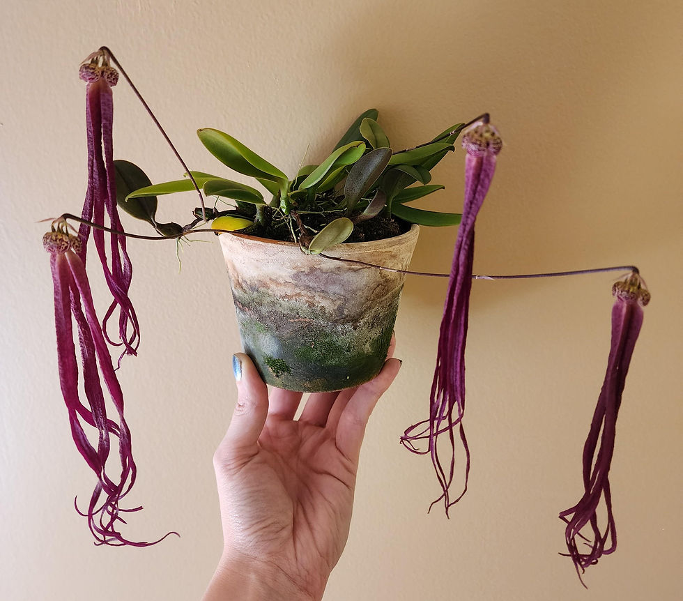 Miniatura: Bulbophyllum Treschii