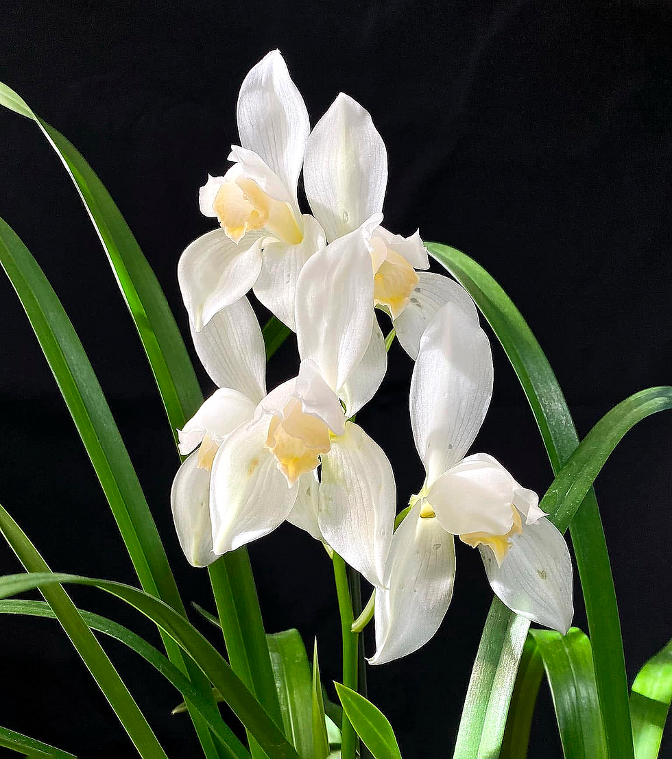 Miniatura: Cymbidium Erythrostylum F. Alba Tokyo Fantasy