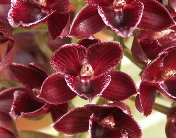 Miniatura: Catasetum Painted Desert 