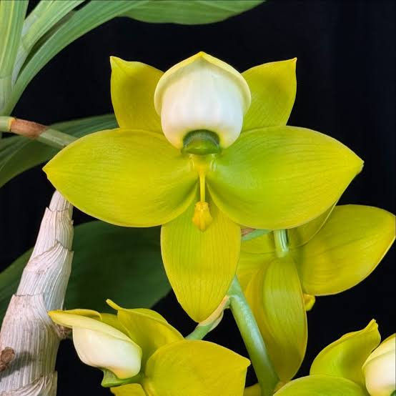 Miniatura: Paquete 5 Exóticas