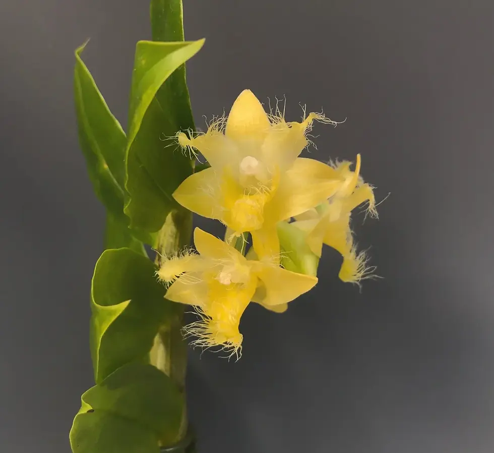 Miniatura: Dendrobium Roslii