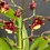 Miniatura: Oncidium Aka Baby 'Raspberry Chocolate