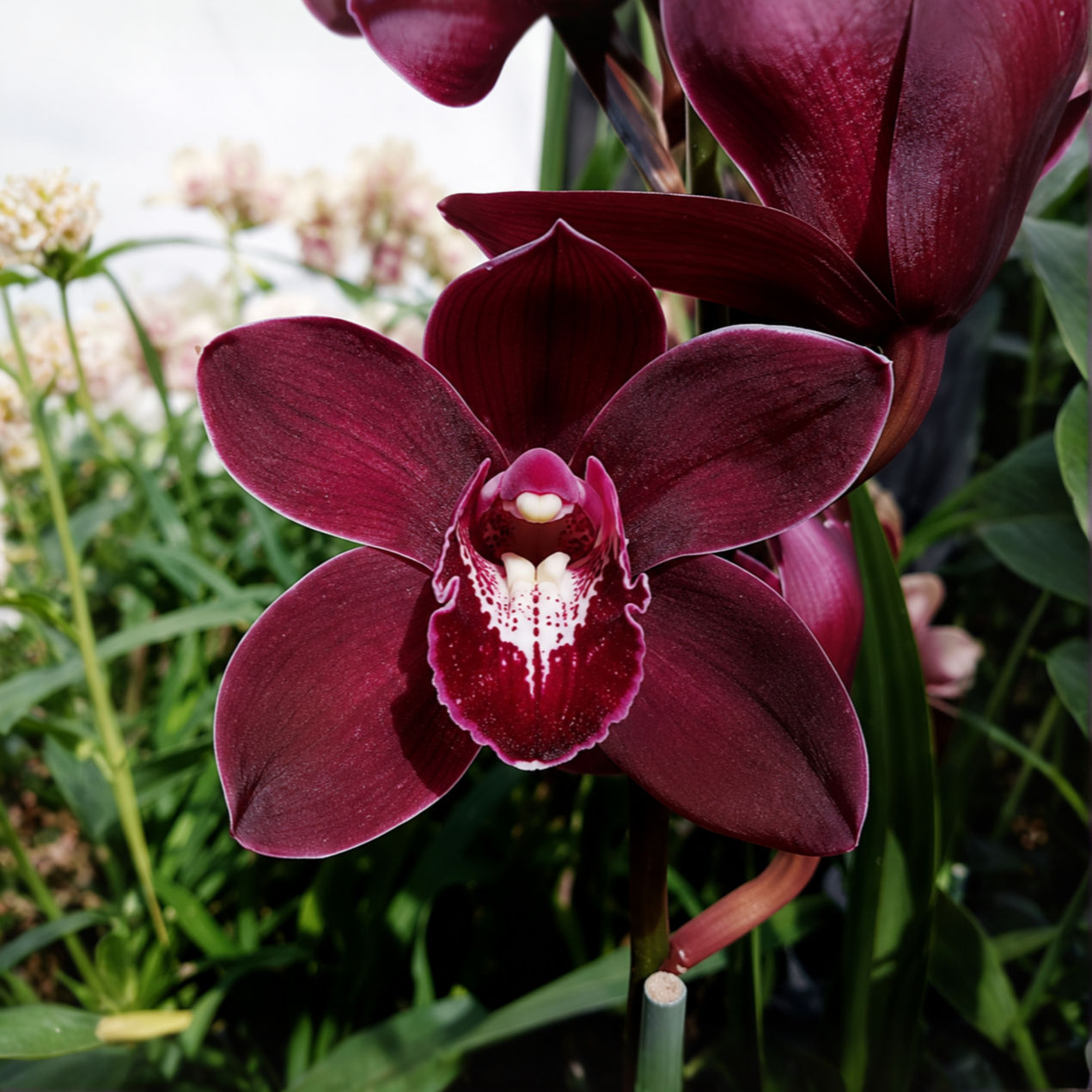 Cymbidium Kati's Beauty