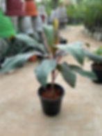 Thumbnail: Dracaena Red Ruby