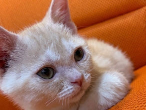 〜子猫新着情報〜
