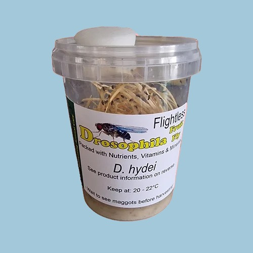 Fruit fly culture (D.hydei) Mantis N.I