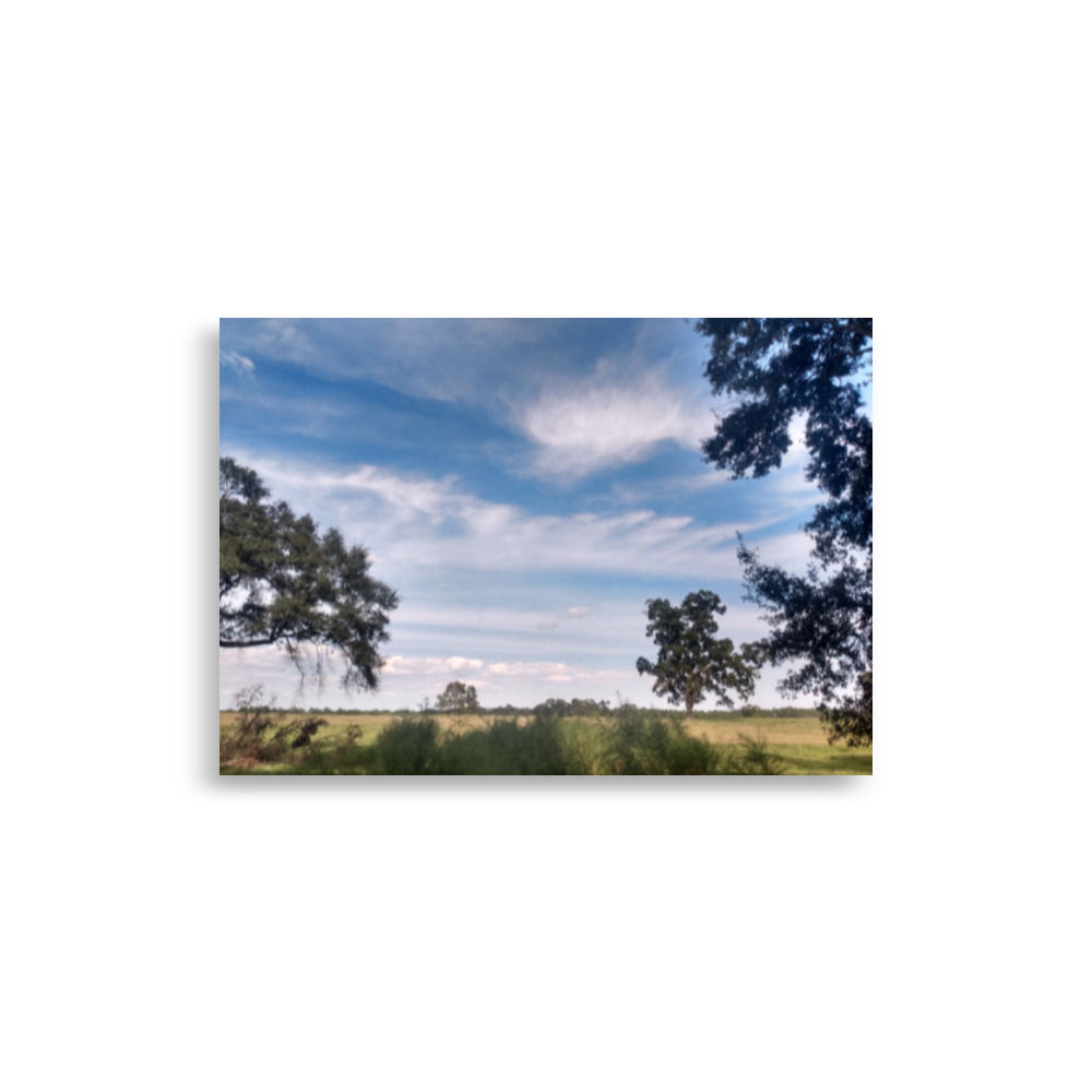 Summer Pastures