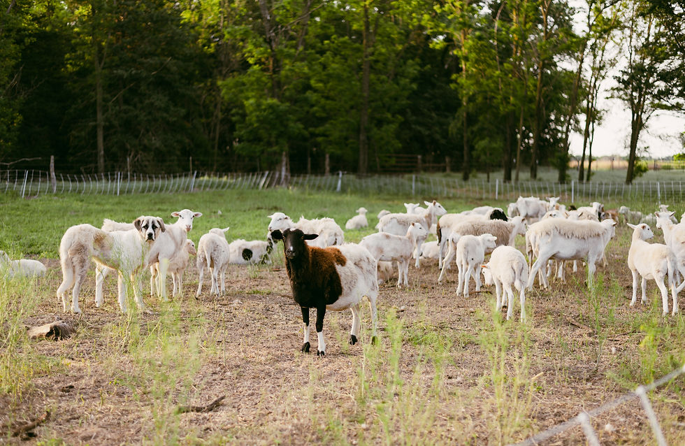 Whole or Half Grass Fed Lamb