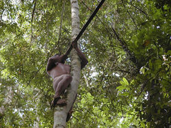 yasuni waorani