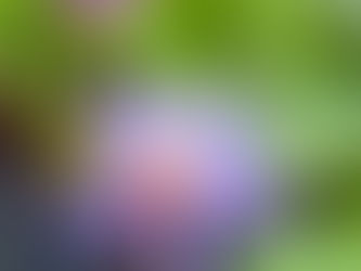あしかがフラワーパークで撮影