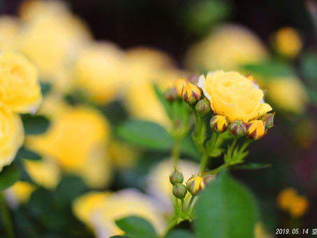 出張女性カメラマン・邑楽町でバラの花を撮りました