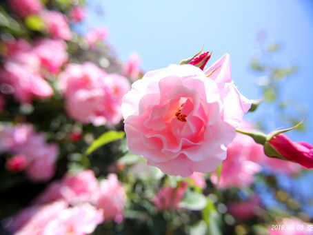 出張女性カメラマン・数日ブログを休んでいました。今日はトレジャーガーデンの写真を。