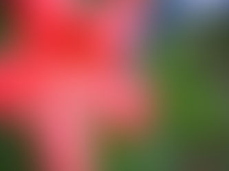 緑化センターや、近所で。