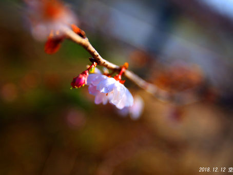 雨が降っても桜は落ちてなかったよ