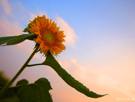出張女性カメラマン・おうら中央公園にて