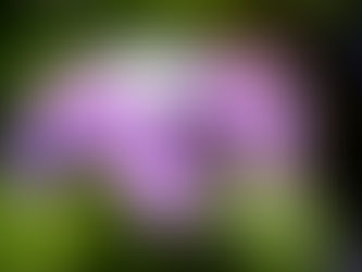 紫陽花らしいカットですね^_^