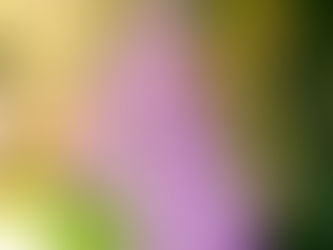 あしかがフラワーパークにて