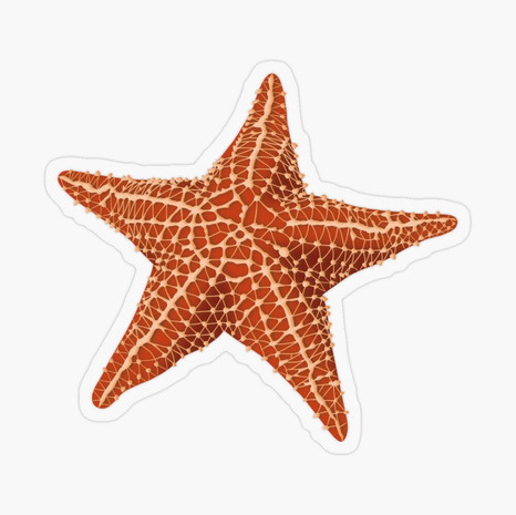 Starfish Transparent Sticker