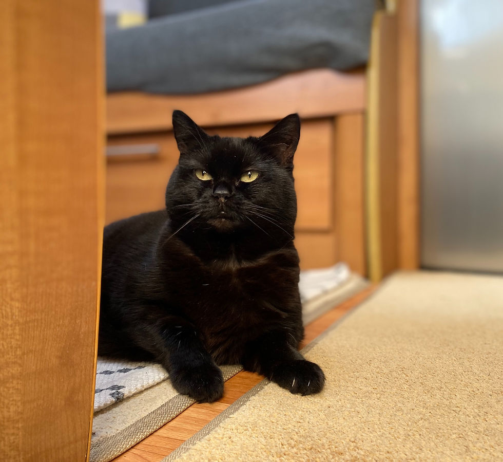 Audrey lying resplendent on the carpet