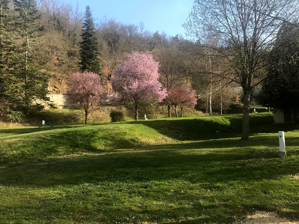 Almond trees flowering on the aire