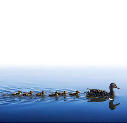 ducks 2_edited.jpg