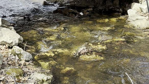 The burbling sound of spring!