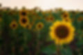 sunflowers-in-the-field-summertime-agricultural-b-2025-01-16-08-25-37-utc.jpg