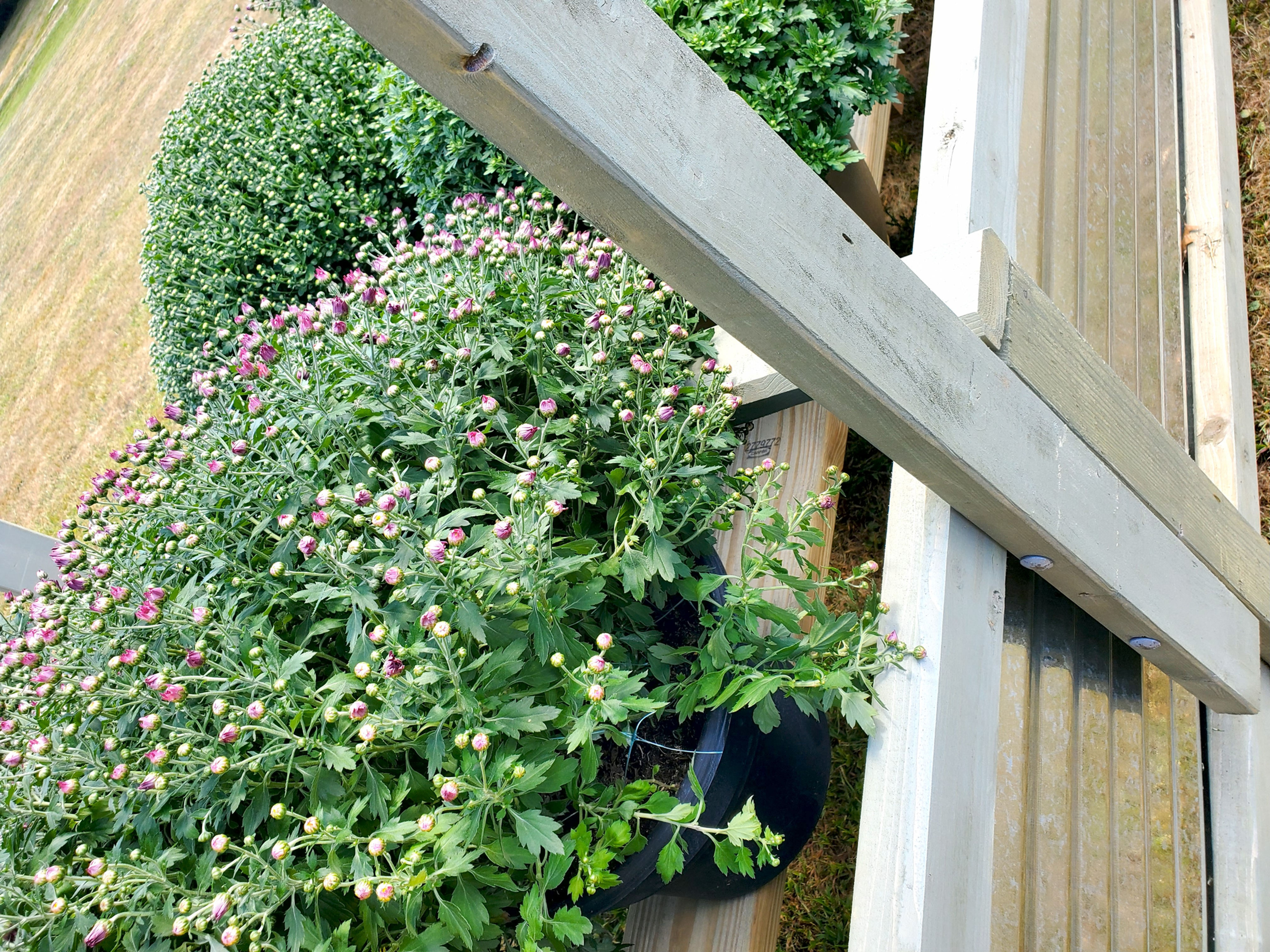 The Cottage Raised Garden Bed