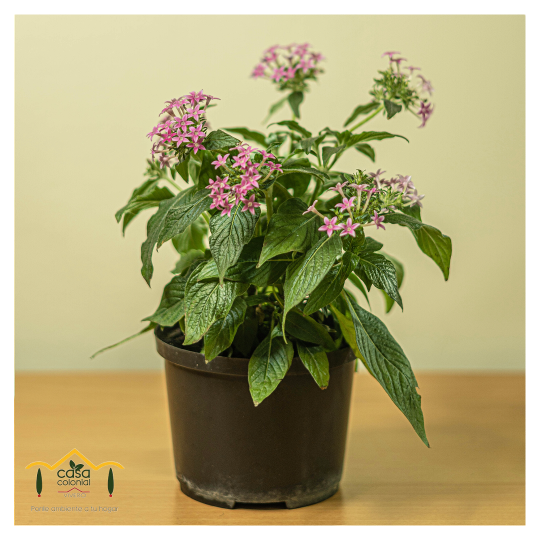 Estrella egipcia- Pentas lanceolata