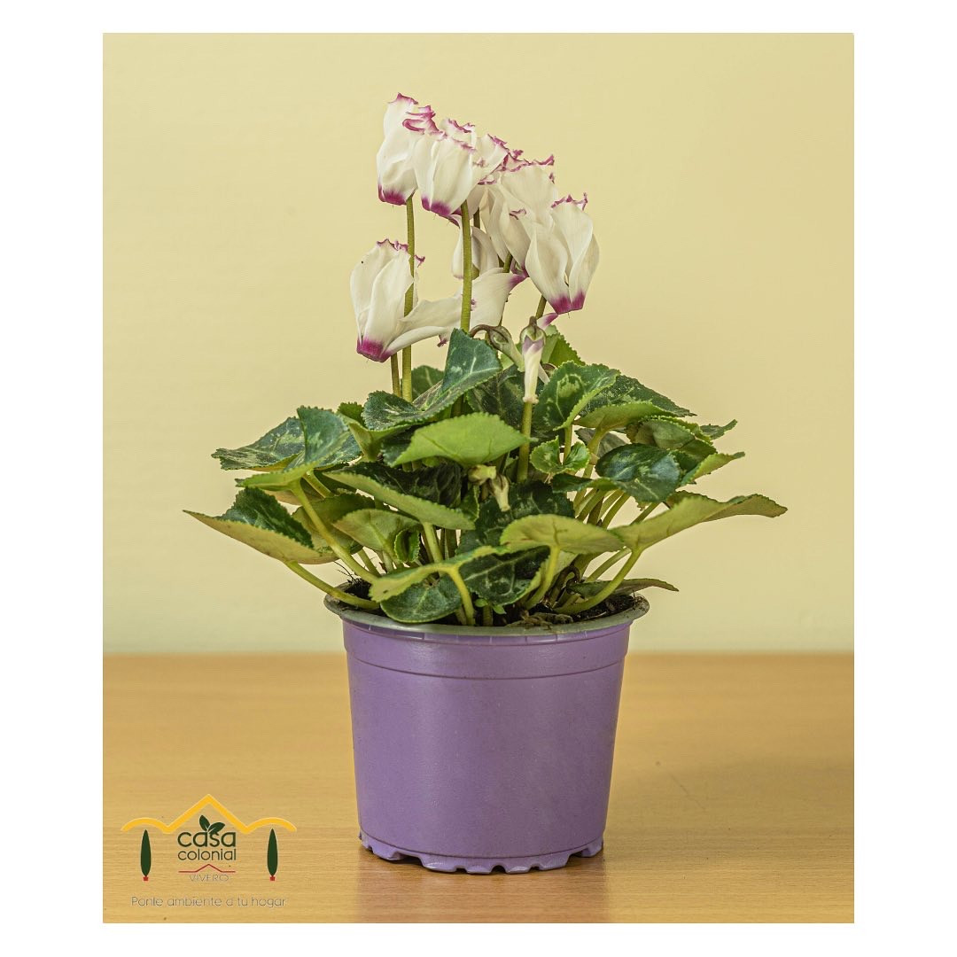Violeta de los Alpes MINI - Cyclamen persicum