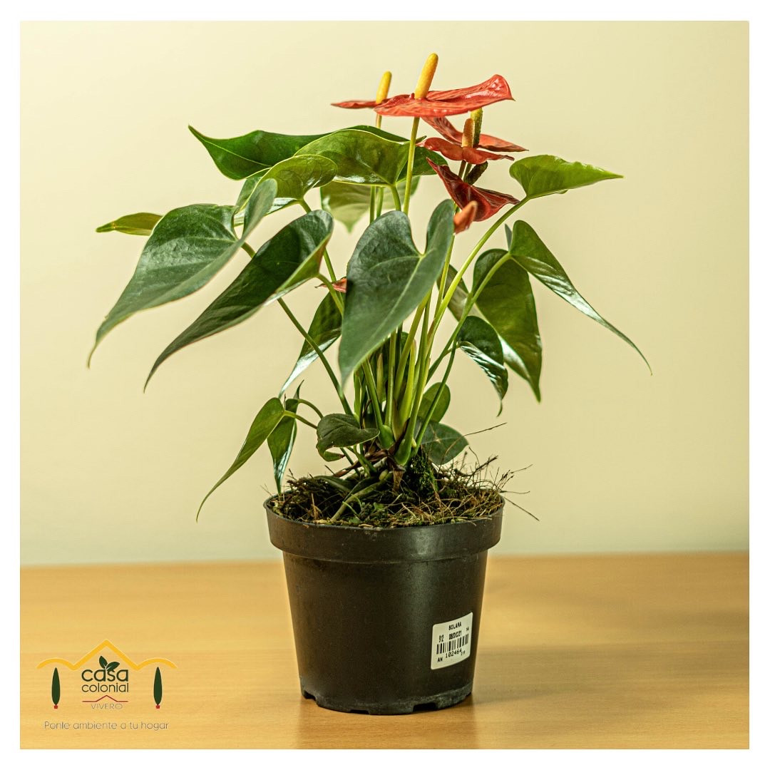 Anturio - Anthurium andreanum