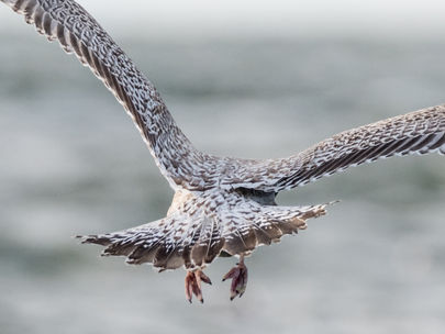 New album: Autumn migration over the Netherlands