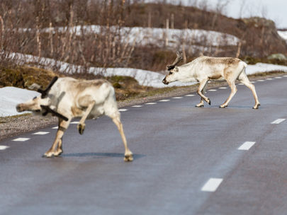 Strange pedestrians...