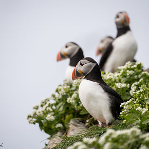 Lointaine péninsule de Varanger