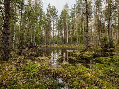 The vernal pools tour...