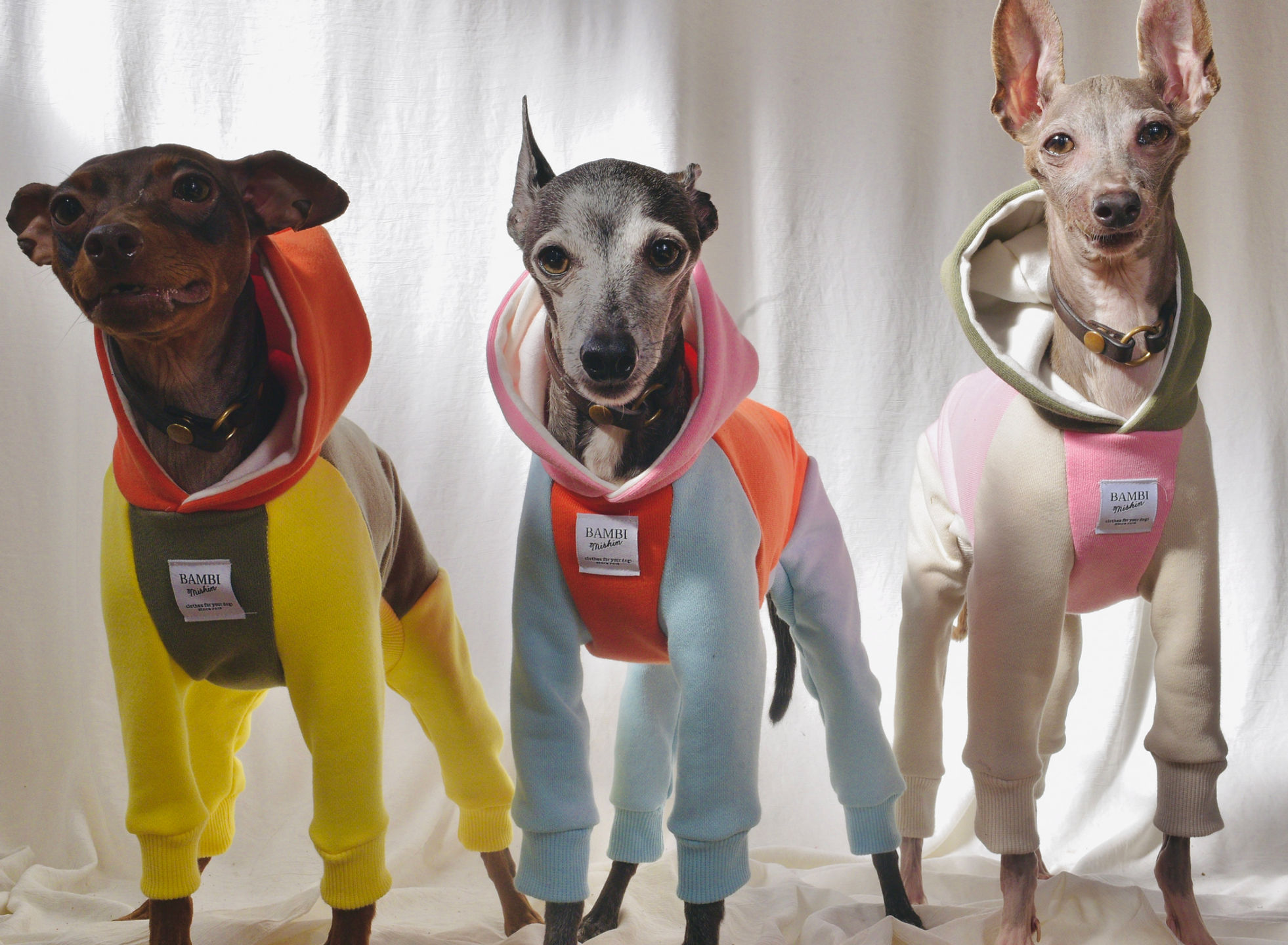 BAMBI MISHIN | イタグレ、ウィペット、ミニピン、トイマンなどの短毛