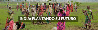 Plantando un mejor futuro para India