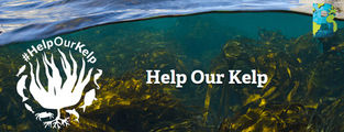 Help Our Kelp, la iniciativa que busca proteger los bosques de algas de Gran Bretaña