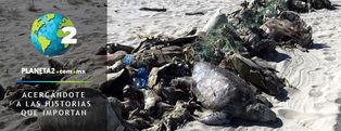 Más de 300 tortugas mueren atrapadas en redes prohibidas para pesca del pez ojotón en Oaxaca
