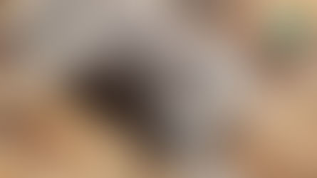 Bacteria causó la muerte de los trescientos elefantes en Botsuana