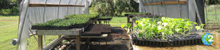 Grow Dat: de campo de golf a granja urbana